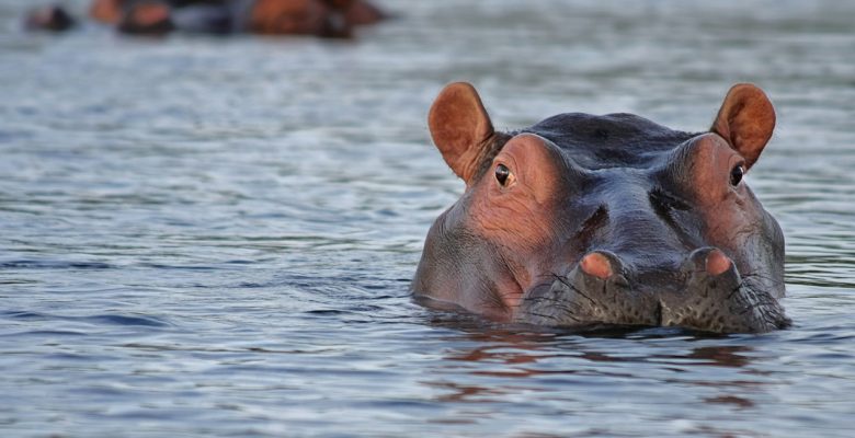 The hippos of Ayorou are popular with tourists but live in uneasy harmony with Nigerien villagers. Photo courtesy of Pixabay | Jennifer Margulis