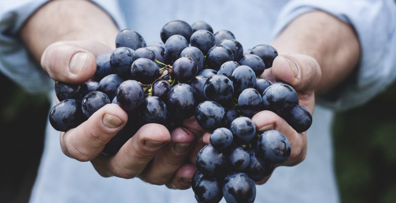 Walla Walla wines, especially their reds and syrah, are becoming increasingly appreciated. Photo of a person holding grapes courtesy of Maja Petric.