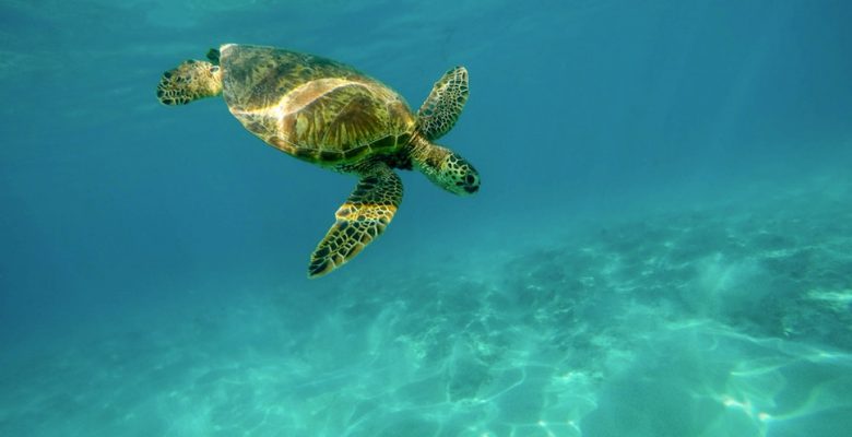 A sea turtle swims underwater. Via Jennifer Margulis, who was updating her blog from a travel assignment in Hawaii.