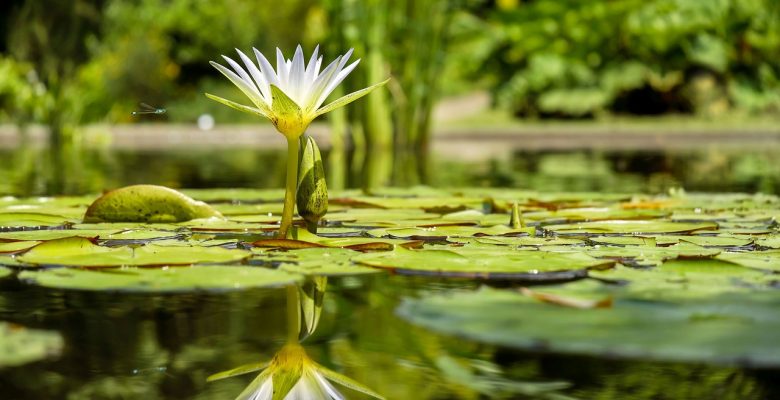 A water lily flower bloom with a dragon fly to symbolize spring | Jennifer Margulis