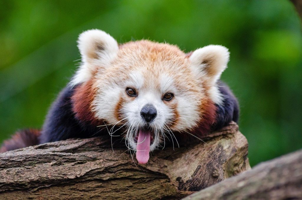Revision matters! Writing is not just about writing, it's also about editing and re-writing. But revising your writing can be a painful process. Photo of a red panda courtesy of Pixabay.