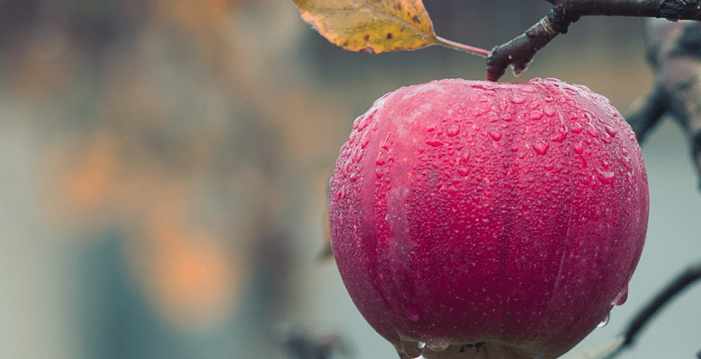 A bright red apple on a tree in autumn. Even snacks for kids need to be healthy! Via Jennifer Margulis, Ph.D.