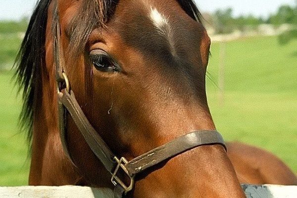 What horses can teach us about the measles vaccine debate. via JenniferMargulis.net