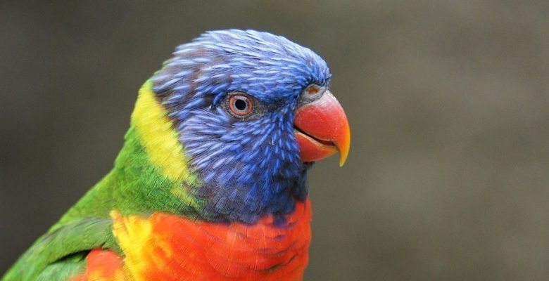 When a beloved parrot gets injured, his human companion finds an unorthodox way to save his life.