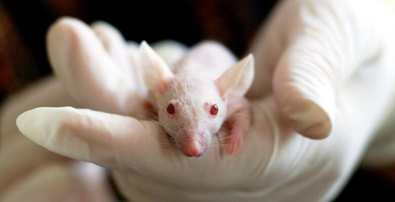 Study: Mice given influenza after taking antibiotics were more likely to die than mice not exposed to antibiotics. Antibiotics disrupt healthy gut bacteria | photo of an albino mouse courtesy of Pixabay.