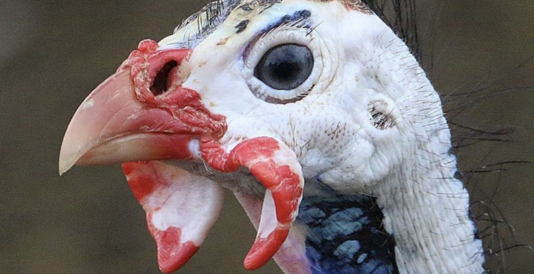 Here are 20 ways to avoid toxins. Photo of a guinea fowl's colorful head by Nichole Johnson. | Jennifer Margulis, Ph.D.