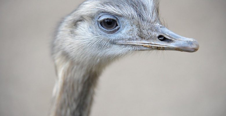 Glyphosate is harming wildlife, killing honeybees, and destroying the planet. Should humans by concerned? Photo of an ostrich looking quizzical courtesy of Pixabay. | Jennifer Margulis, Ph.D.
