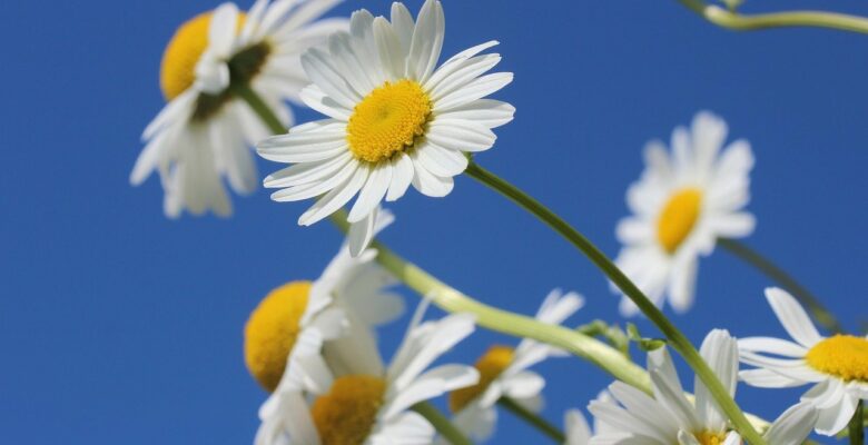 TMS therapy for depression: One young woman's story of trying to beat suicidal ideation. Photo of daisies via Pixabay. | Jennifer Margulis, Ph.D.