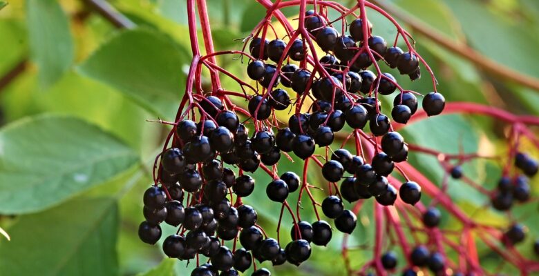 5 Strange Foods to Try: Elderberries are delicious and nutritious, though most Americans have never tried them. | Jennifer Margulis, Ph.D.